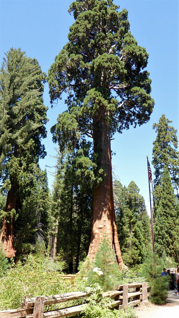 Sequoia-National-Park-063.JPG