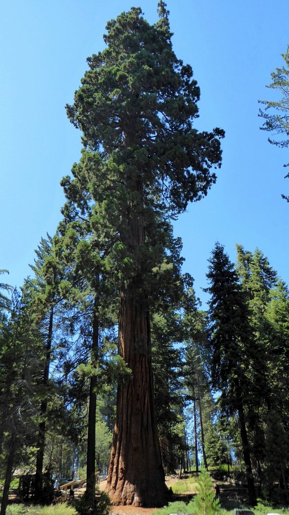 Sequoia-National-Park-068.JPG