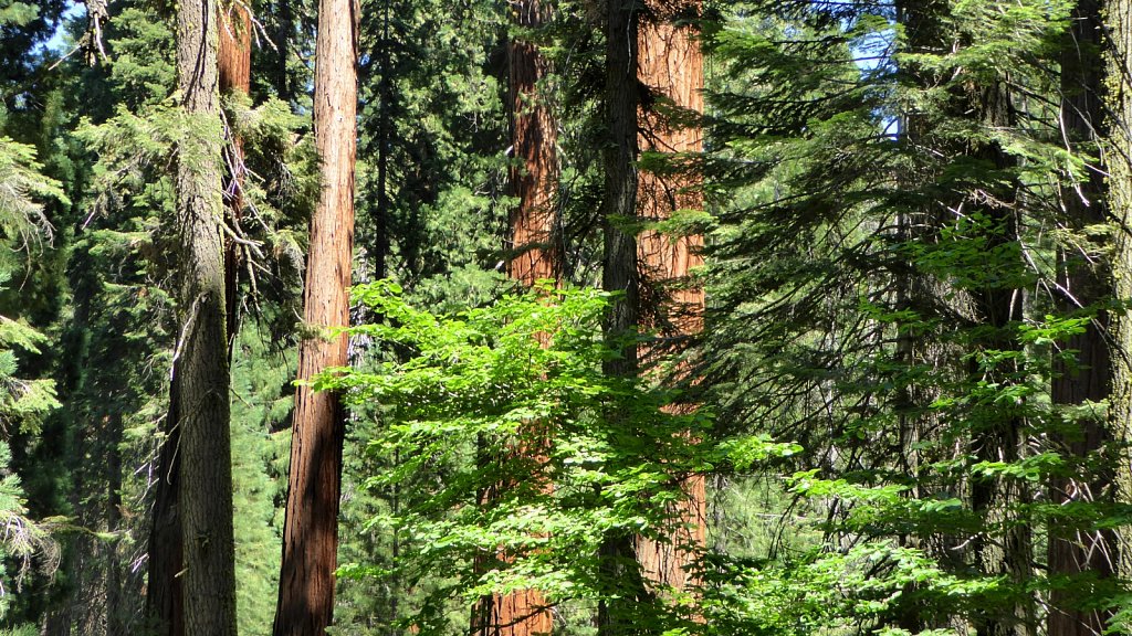 Sequoia-National-Park-072.JPG