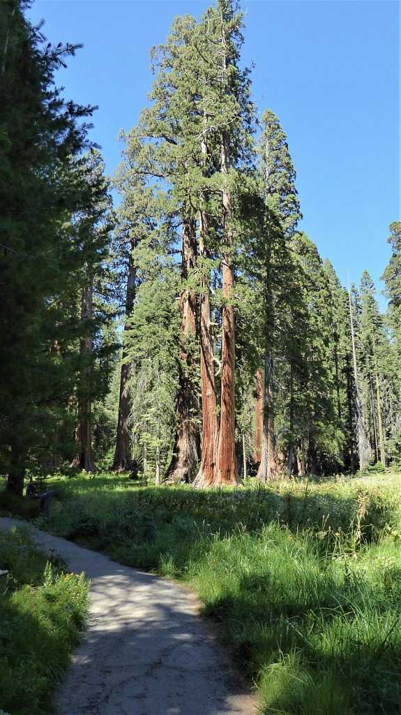 Sequoia-National-Park-084.JPG