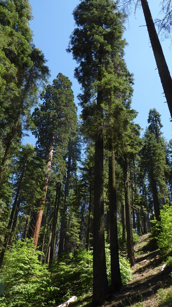 Sequoia-National-Park-070.JPG