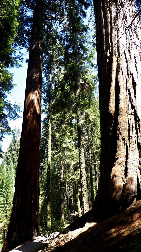 Sequoia-National-Park-069.JPG