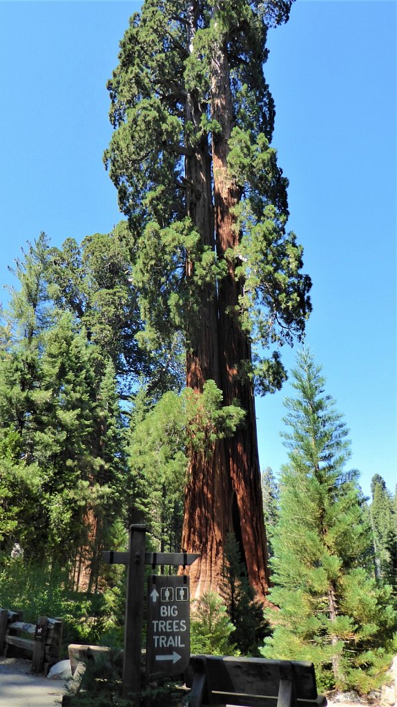 Sequoia-National-Park-075.JPG