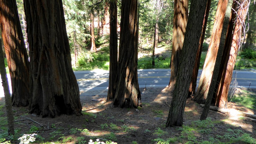 Sequoia-National-Park-071.JPG
