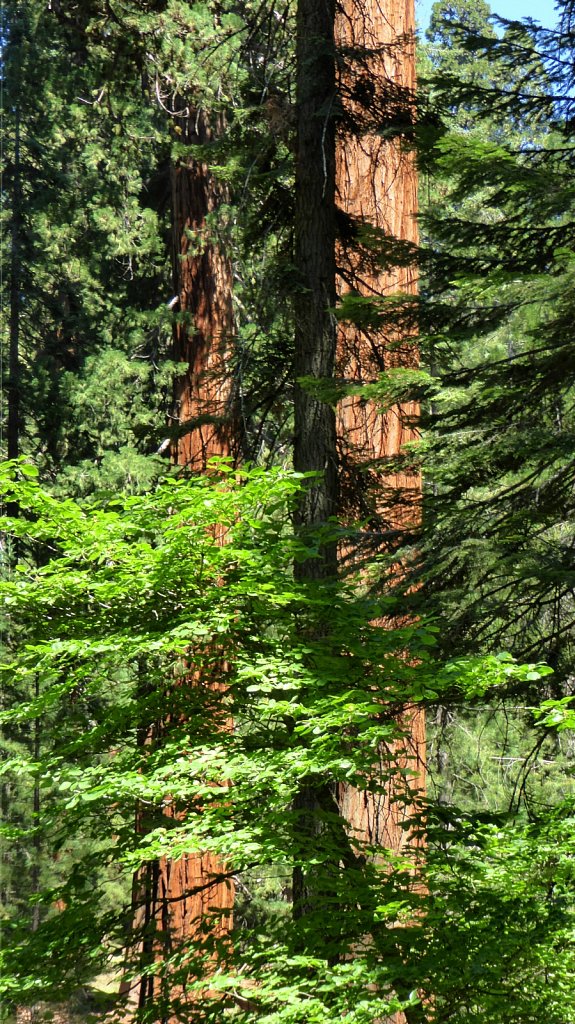 Sequoia-National-Park-073.JPG